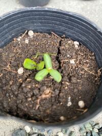 なんの双葉ですか ひまわりと思って撒きましたが 違う芽かもしれ Yahoo 知恵袋