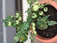 ミニトマトの苗について 約40日前に購入したミニトマトの苗が Yahoo 知恵袋