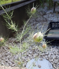 庭木の質問です ヒメシャラの木が枯れてしまったのですが 近くから写真の木 Yahoo 知恵袋