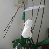 胡蝶蘭初心者です 胡蝶蘭の花が終わりました このまま置いとい Yahoo 知恵袋