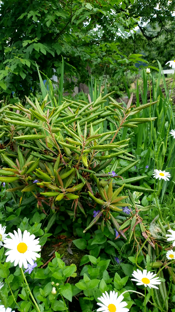 この植物は何と言う名前ですか 雪国なので冬は雪の下にな Yahoo 知恵袋