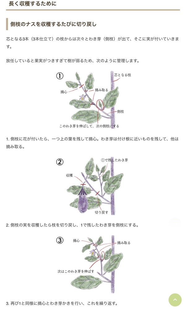 茄子の育て方についてなのですが 側枝の切り戻しは下図のように Yahoo 知恵袋