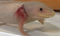 ウーパールーパーの稚魚の飼育についてです 当方のウパがしばら Yahoo 知恵袋
