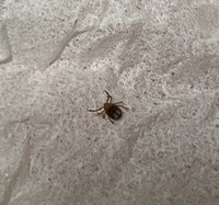 家の中に写真の虫がいました 何という虫 ダニ なのかご教授いただきたく存じます 教えて 住まいの先生 Yahoo 不動産