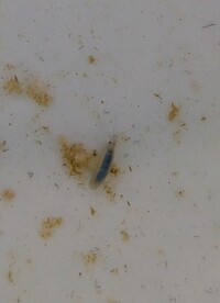 ホトケドジョウってめだかとか食べちゃいますよね まだチビのホトケドジ Yahoo 知恵袋