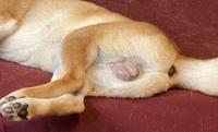 我が家の犬の睾丸が赤く腫れています うちのフレンチブルドッ Yahoo 知恵袋
