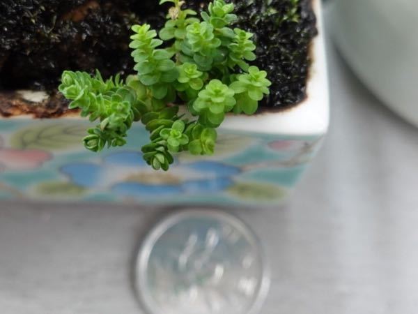 非常に小さい葉の植物の名前を教えてください Yahoo 知恵袋