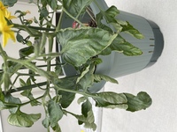 ミニトマトの苗を植えて1ヶ月ほど経ちました 現在葉がこのよう Yahoo 知恵袋