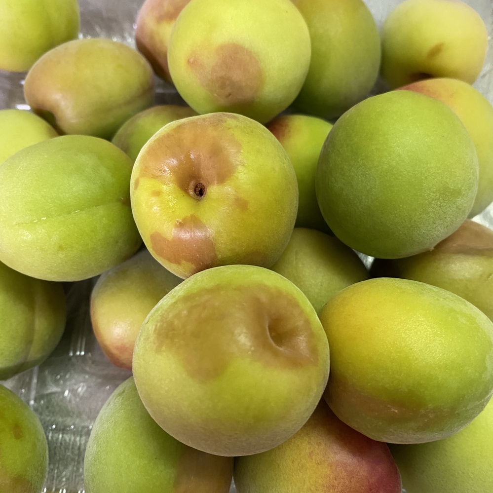 追熟梅10キロ 果物 