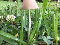 ペッツファースト P Sfirst というペットショップについて Yahoo 知恵袋