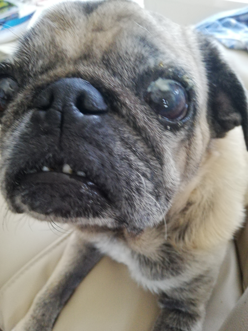 入眠時のピクつきについての質問です 寝入りばなに上半身にピクつきが起 Yahoo 知恵袋