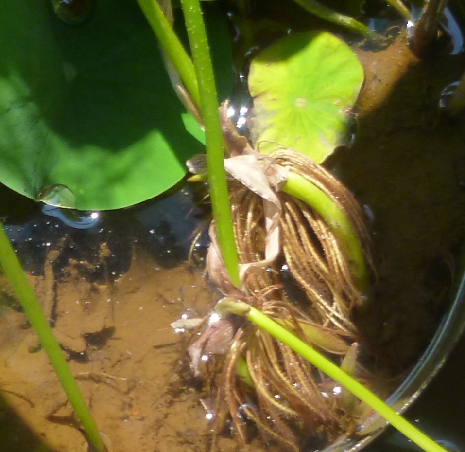 屋外の水草水槽に小さなおたまじゃくしの様な形をした魚がいました 水槽壁面に Yahoo 知恵袋