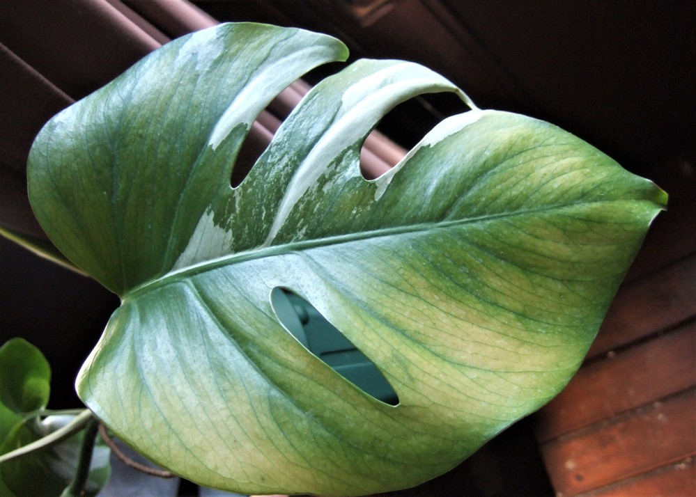 モンステラの葉が黄色っぽく変色したような気がします。もっと濃い緑