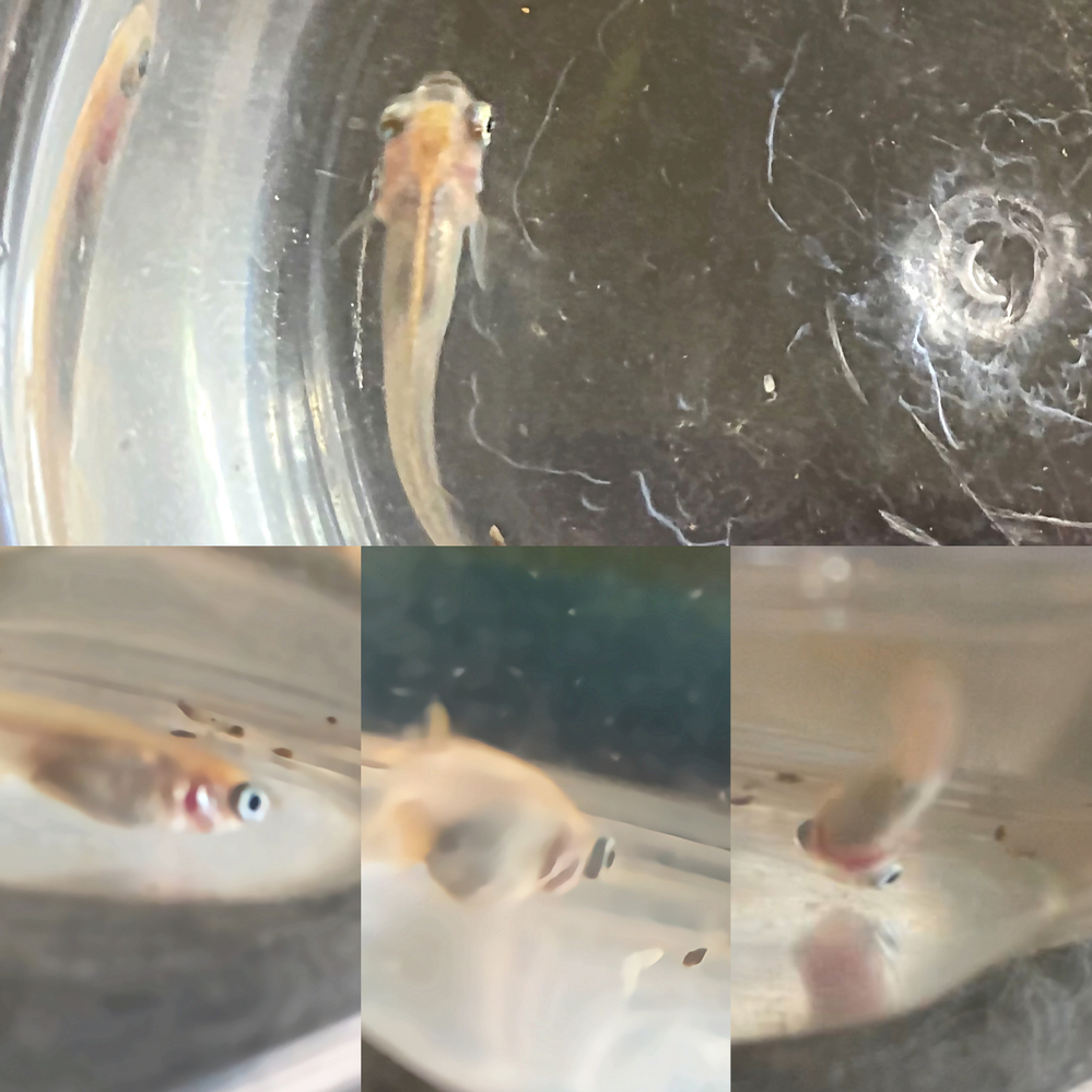 ポリプテルス セネガルス はエアレーションなしでも飼育可能ですか 外部フィル Yahoo 知恵袋