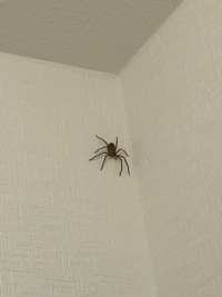 この画像の蜘蛛はゴキブリ食べる蜘蛛ですか よくトイレに出てくる Yahoo 知恵袋