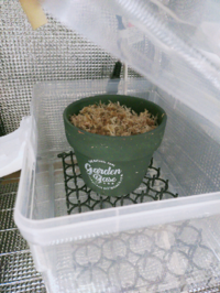 アグラオネマ ピクタムについて ２ヶ月ほど前にアグラオネマの芋の状態の物を購入しました。
水苔にくるんで温室（２５度くらい）に置いていますが全然芽も根も動きがありません。
根腐れとかしてるわけではありませんが芋の状態だとこういうものなのでしょうか？
温室内でケースに入れております。
爬虫類温室なのでファンも回っております。
水苔は乾かないよう一日1、2回霧吹きで湿らせています。
アグラオネマ...