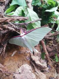 先日変わった蛾をみつけました なんという名前の蛾でしょうか オオ Yahoo 知恵袋