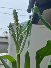 家庭菜園について急ぎでプロに質問です 4 24にトウモロコシをプランタ Yahoo 知恵袋
