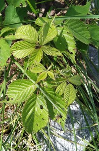 この虫何でしょう ブラックベリーにいっぱいついてました体長は5mm程度 Yahoo 知恵袋