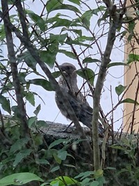 この鳥の名前はなんでしょう 兵庫県の田舎の住宅地で見かけまし Yahoo 知恵袋