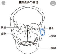 スキンケアの時に顔の骨を触って痛みを感じました 場所は図で青く囲 Yahoo 知恵袋