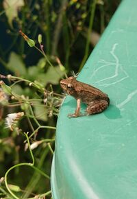 この蛙の種類を教えてください 春頃に 家の横の水路に卵 Yahoo 知恵袋