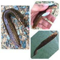 魚の種類写真の魚について種類が分かる方 ご教示ください ギンポかと思い Yahoo 知恵袋