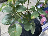 薔薇初心者です 春の花が咲き終わったので 1週間ほど前に10号鉢に植え Yahoo 知恵袋