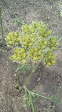 この花の名前教えて下さい 白い花が咲いてました今はつぼみのように膨らん Yahoo 知恵袋