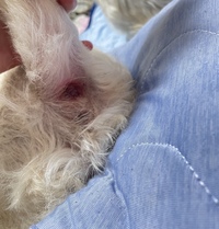 犬のお尻の写真が載っています 閲覧注意です ワンちゃんのお尻 Yahoo 知恵袋