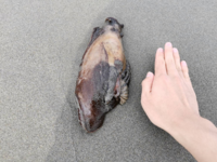 先日とある砂浜に出向いたところ このような茶色くてブヨブヨした肉塊を見 Yahoo 知恵袋