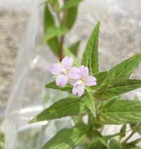 何という植物ですか たびたびすみませんm Mアカバナ科アカバ Yahoo 知恵袋