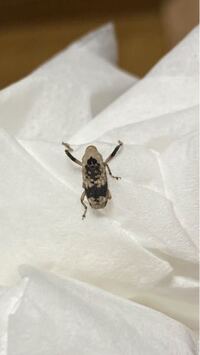 部屋に虫がいました この虫がいたのですがこれはなんて虫か分かる方 Yahoo 知恵袋