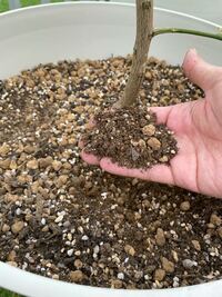 レモンの木の葉っぱが全て落ちてしまいました 去年の秋に レモン 1mく Yahoo 知恵袋