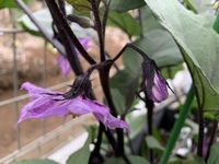 茄子の花の部分が 茎ごとスパッと切り落とされます 自宅の庭の畑で Yahoo 知恵袋