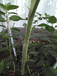 ミニトマトをベランダで栽培しています 最近茎の部分に写真のよ Yahoo 知恵袋