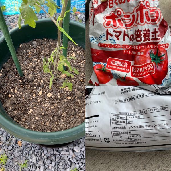 ミニトマトをプランターで育てています トマト用の土を使ったのですが 水 Yahoo 知恵袋