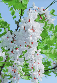 花の名前を教えて下さい ニセアカシア ではないですか Yahoo 知恵袋