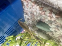 家で飼っているお魚さんのお腹が大きくなっているのですが 腹水病なのでし Yahoo 知恵袋