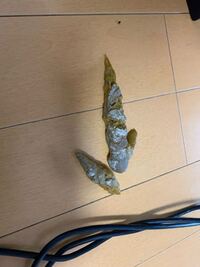 チワワの便が白っぽく乾燥してるときがあります 今したばかりの便な Yahoo 知恵袋