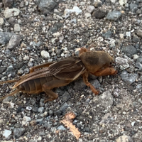 今茨城県の古河に住んでるんですけどクワガタ カブトムシ採れる場所教 Yahoo 知恵袋