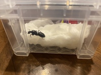 女王アリの一番効率の良い捕まえ方を教えてください やはり Yahoo 知恵袋