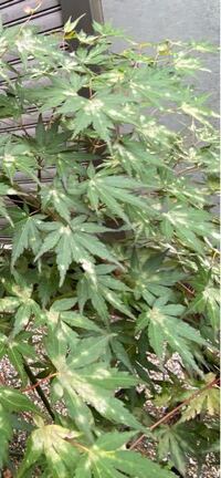 裏庭のもみじ が病気のようです 元気になる方法があれば教えてくだ Yahoo 知恵袋