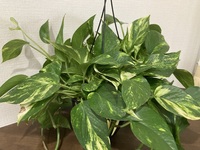 観葉植物を買ったのですが、名前を忘れてしまいました。ご存知の... - Yahoo!知恵袋