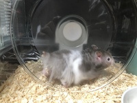 今日ハムスターをお迎えしました この子の毛色は何色といいます Yahoo 知恵袋