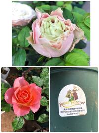 花音というサーモンピンクの薔薇の花言葉はオレンジの花言葉でいいのでしょうか Yahoo 知恵袋