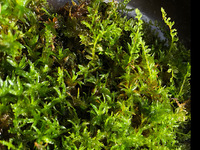 ポケモンgoフラベベの白とオレンジ レアとはいえ出現率低くありま Yahoo 知恵袋