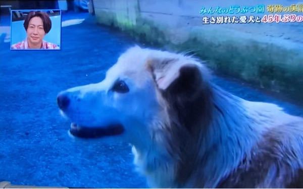 相葉くんの みんなの動物園 に出てるこのワンチャンの犬種は何でしょうか Yahoo 知恵袋