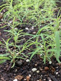 コレは何の芽だと思われますか 去年コキアの種を取ってこの５月に蒔 Yahoo 知恵袋