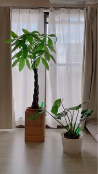 先日ikeaでモンステラとパキラの観葉植物を購入しました 凄 Yahoo 知恵袋